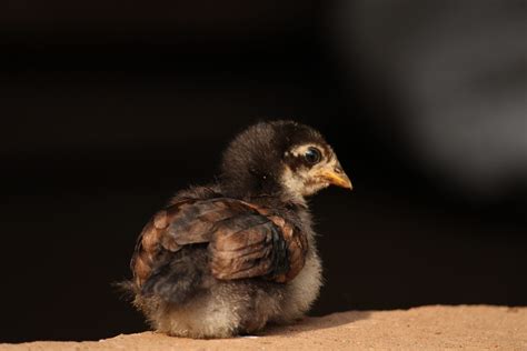 Hatchling .